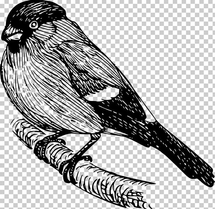 Finch Drawing PNG, Clipart, Art, Beak, Bird, Black And White, Branch Free PNG Download