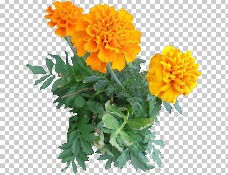 Mexican Marigold Lutein Edible Flower Calendula Officinalis PNG, Clipart, Annual Plant, Calendula, Calendula Officinalis, Chrysanths, Cut Flowers Free PNG Download