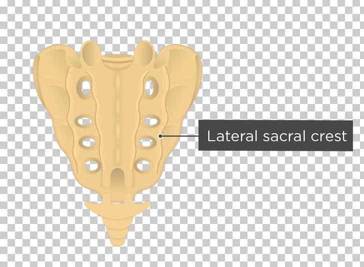 Sacrum Median Sacral Crest Median Sacral Artery Lateral Sacral Crest Vertebral Column PNG, Clipart, Anatomy, Angle, Bone, Coccyx, Human Skeleton Free PNG Download