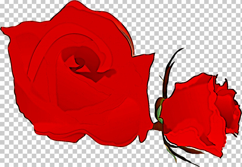 Two Flowers Two Roses Valentines Day PNG, Clipart, Carmine, Flower, Garden Roses, Herbaceous Plant, Love Free PNG Download