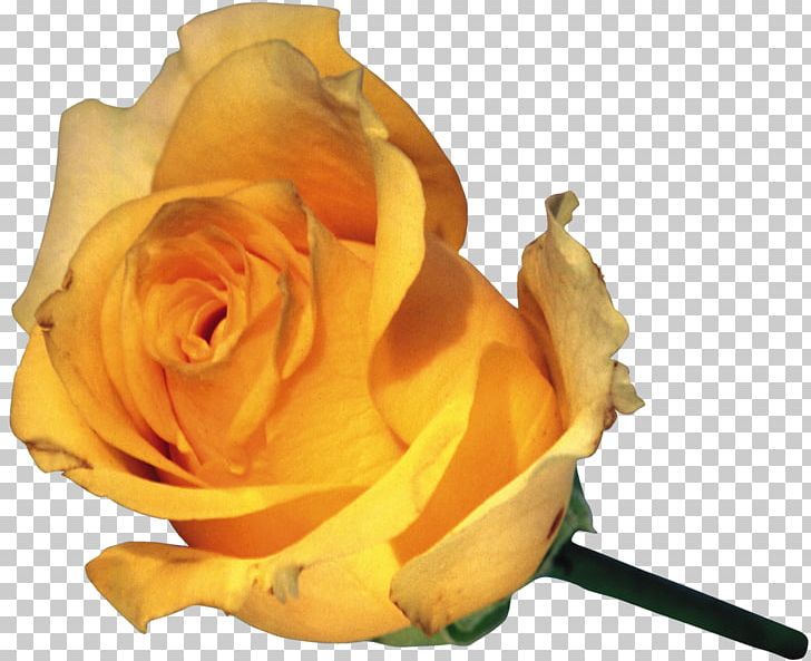 Flower Garden Roses Bud Yellow Rosa Foetida PNG, Clipart, Blume, Bud, Cultivar, Cut Flowers, Flower Free PNG Download