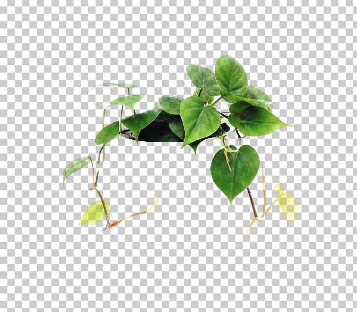 Leaf Flowerpot Plant Stem Herb Branching PNG, Clipart, Branch, Branching, Flowerpot, Herb, Leaf Free PNG Download