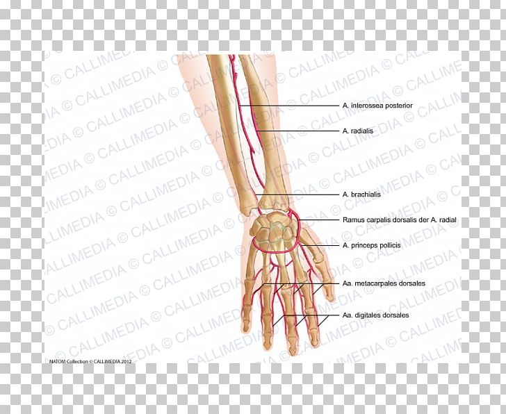 Thumb Radial Artery Nail Forearm PNG, Clipart, Arm, Artery, Blood Vessel, Bone, Carpal Bones Free PNG Download