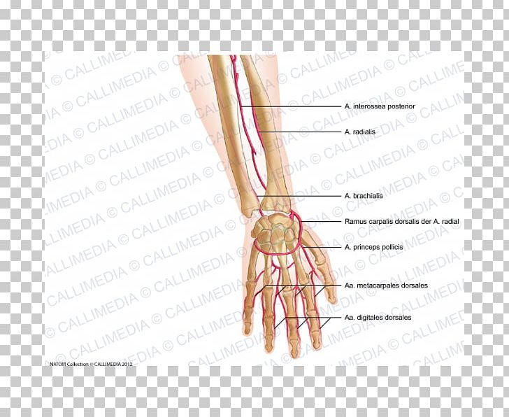 Get Wallpaper Thumb Radial Artery Nail Forearm Png Clipart Arm Artery Blood For iPhone Free