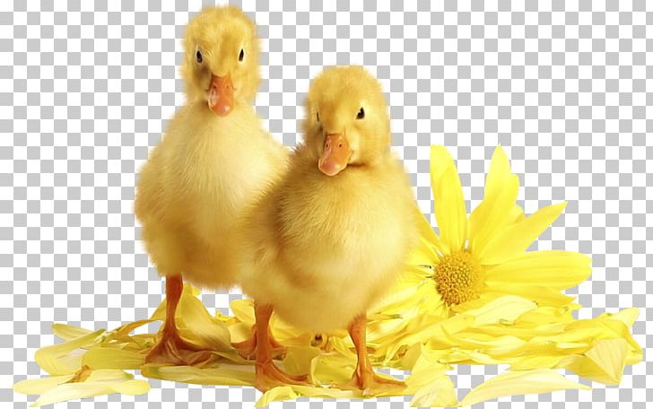 Duck Bird Desktop Mallard PNG, Clipart, Animal, Beak, Bird, Chicken, Child Free PNG Download