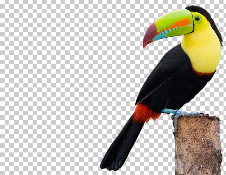 Keel-billed Toucan Toco Toucan Channel-billed Toucan Bird Collared Aracari PNG, Clipart, Animals, Aracari, Beak, Bird, Blackbilled Mountain Toucan Free PNG Download