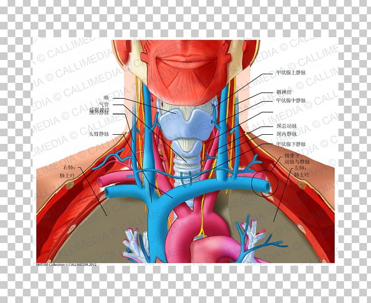 Anterior Triangle Of The Neck Posterior Triangle Of The Neck Anatomy Subclavian Vein PNG, Clipart, Anatomy, Anterior Triangle Of The Neck, Blood Vessel, Brachiocephalic Vein, Ear Free PNG Download