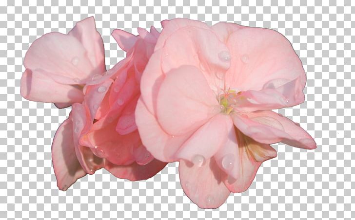 Garden Roses Cut Flowers Pink PNG, Clipart, Bocciolo, Common Lilac, Cut Flowers, Farmville 2 Country Escape, Floral Design Free PNG Download