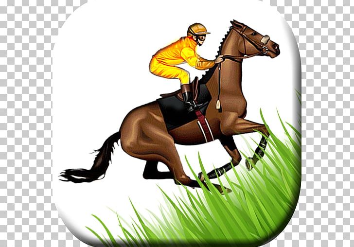 Hunt Seat Mane Mustang Stallion Rein PNG, Clipart, Bit, Bridle, English Riding, Equestrian, Equestrian Sport Free PNG Download