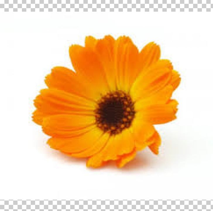 Marigolds English Marigold Medicinal Plants Mexican Marigold Flower PNG, Clipart, Calendula, Daisy Family, Edible Flower, Flower, Gerbera Free PNG Download