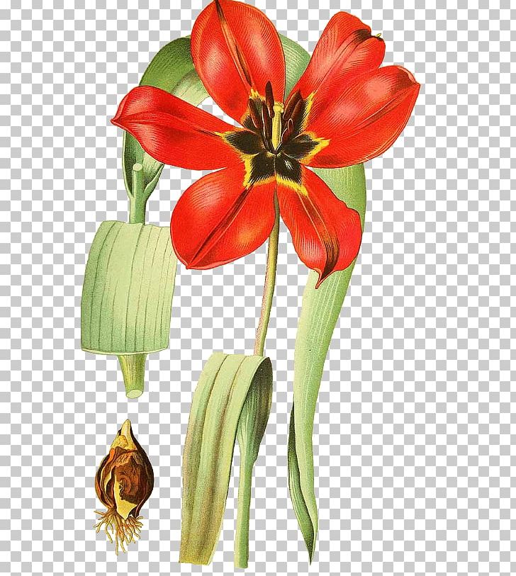 Tulip Drawing Field Bindweed Cut Flowers White Sweetclover PNG, Clipart, Amaryllis, Amaryllis Belladonna, Cinnamomum Verum, Cut Flowers, Drawing Free PNG Download