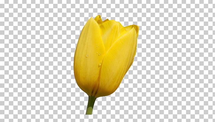 Tulip Flower PNG, Clipart, Beautiful, Big, Big Picture, Bud, Close Free PNG Download