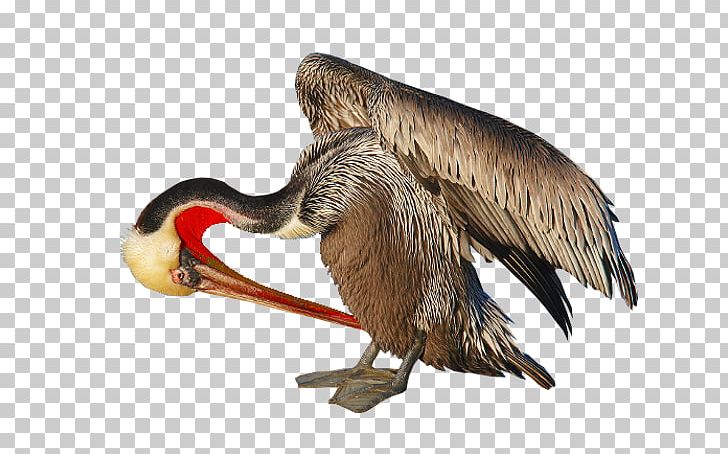 Beak Goose Cygnini Duck Anatidae PNG, Clipart, Anatidae, Animals, Beak, Bird, Cygnini Free PNG Download