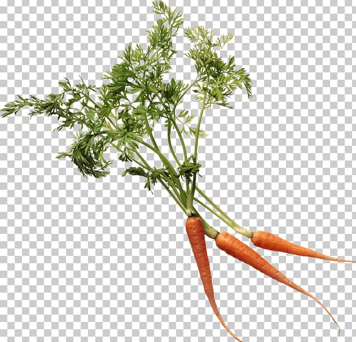 Carrot PNG, Clipart, Branch, Carrot, Computer Icons, Domestic, Download Free PNG Download