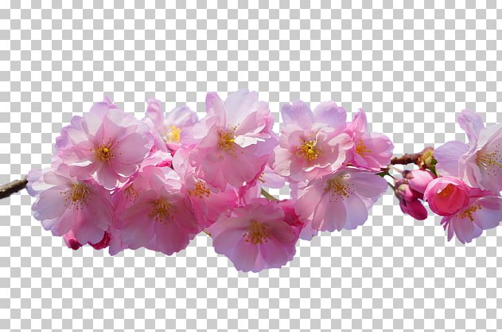 Cherry Blossom Flower East Asian Cherry PNG, Clipart, Blossom, Branch, Cherry, Cherry Blossom, East Asian Cherry Free PNG Download