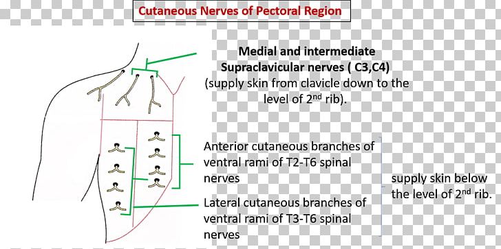 Cutaneous Nerve Cutaneous Innervation Pectoralis Major Muscle PNG, Clipart, Anatomy, Angle, Area, Cutaneous Innervation, Cutaneous Nerve Free PNG Download