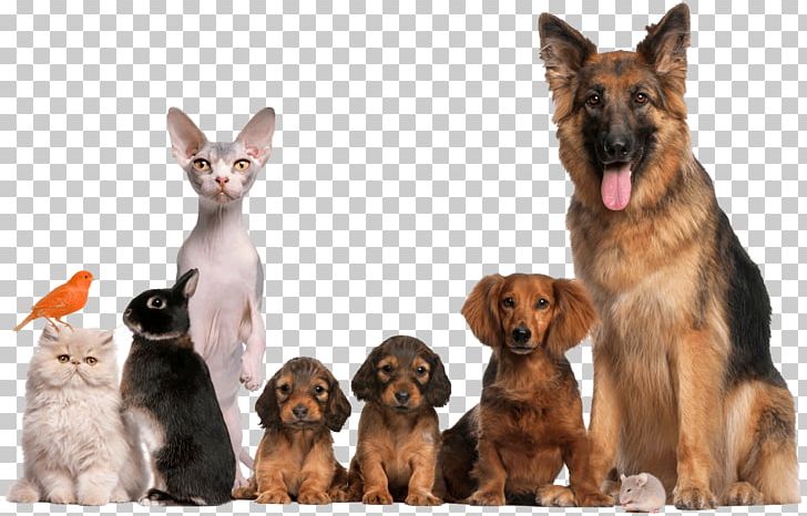 Dog Animal Shelter Pet Adoption Cat PNG, Clipart, Adoption, Animal, Animals, Cat, Collar Free PNG Download