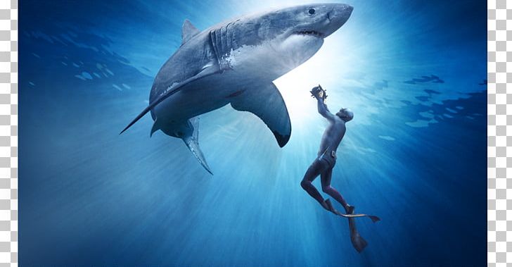 Great White Shark Documentary Film Predation PNG, Clipart, Animals, Commemorative, Computer Wallpaper, Documentary Film, English Free PNG Download