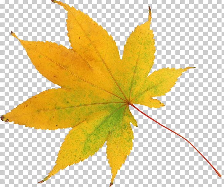 Leaf Abscission Raster Graphics Autumn PNG, Clipart, Abscission, Autumn, Clip Art, Daytime, Digital Image Free PNG Download