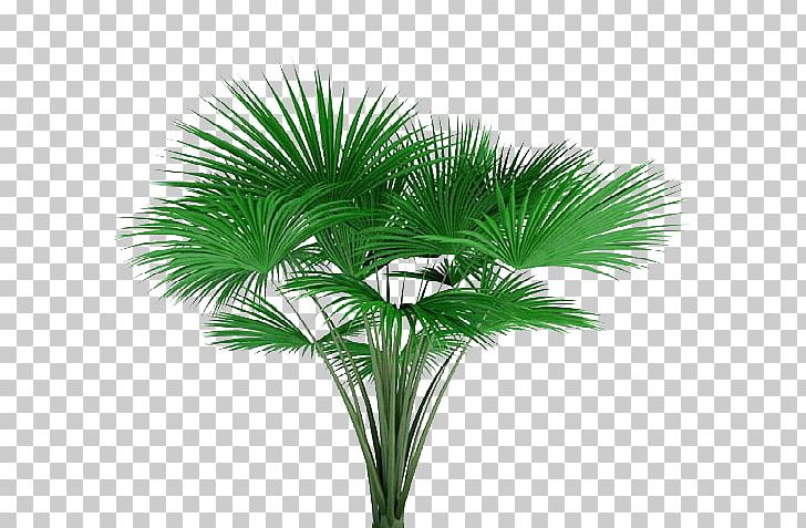 Asian Palmyra Palm Lodoicea Tree Photography Plant PNG, Clipart, 3 D Model, Archmodels, Arecaceae, Arecales, Asian Palmyra Palm Free PNG Download