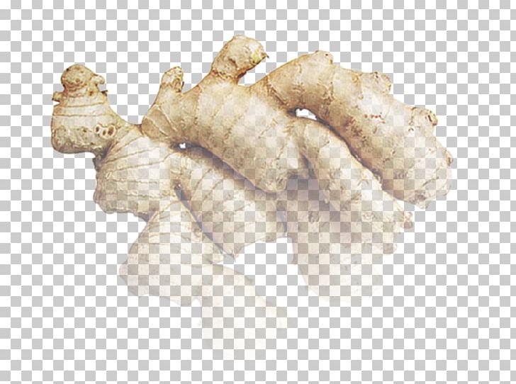 Ginger Root Vegetables PNG, Clipart, Bitter Ginger, Download, Drawing, Fresh Ginger, Galangal Free PNG Download