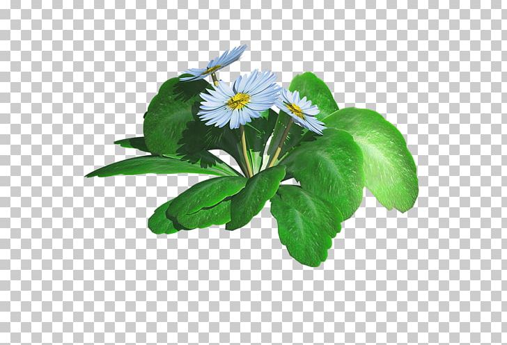 Flower PNG, Clipart, Author, Blog, Daisy, Download, Email Free PNG Download