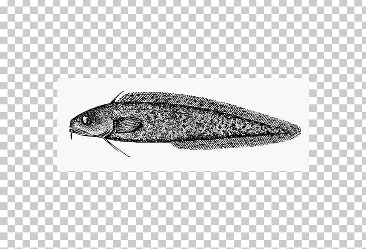 Invertebrate White Fish PNG, Clipart, Black And White, Cod, Eel, Fao, Fish Free PNG Download