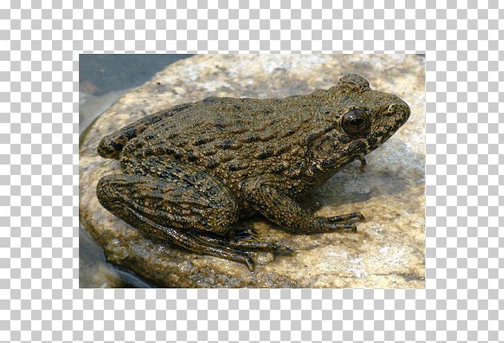 American Bullfrog Toad Reptile Terrestrial Animal PNG, Clipart, American Bullfrog, Amphibian, Animal, Bullfrog, Fauna Free PNG Download