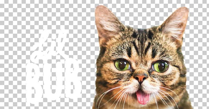 Lil Bub Cats And The Internet Kitten Internet Meme PNG, Clipart, American, Animals, Asbury Park, Asian, Bub Free PNG Download