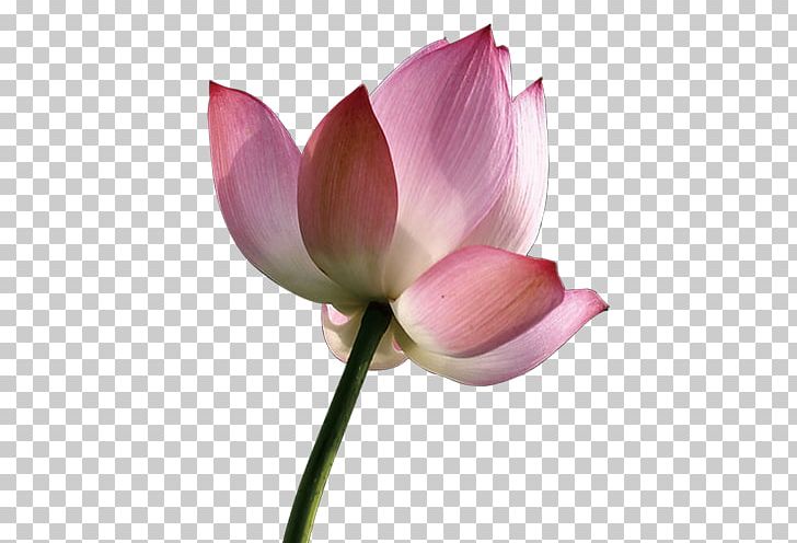 Decorative Plant Stem Sacred Lotus PNG, Clipart, Aquatic Plant, Bud, Chart, Creative, Creative Flower Free PNG Download