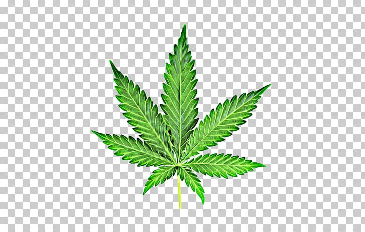 Cannabis Smoking T-shirt PNG, Clipart, Cannabidiol, Cannabis, Cannabis Png, Cannabis Smoking, Clip Art Free PNG Download