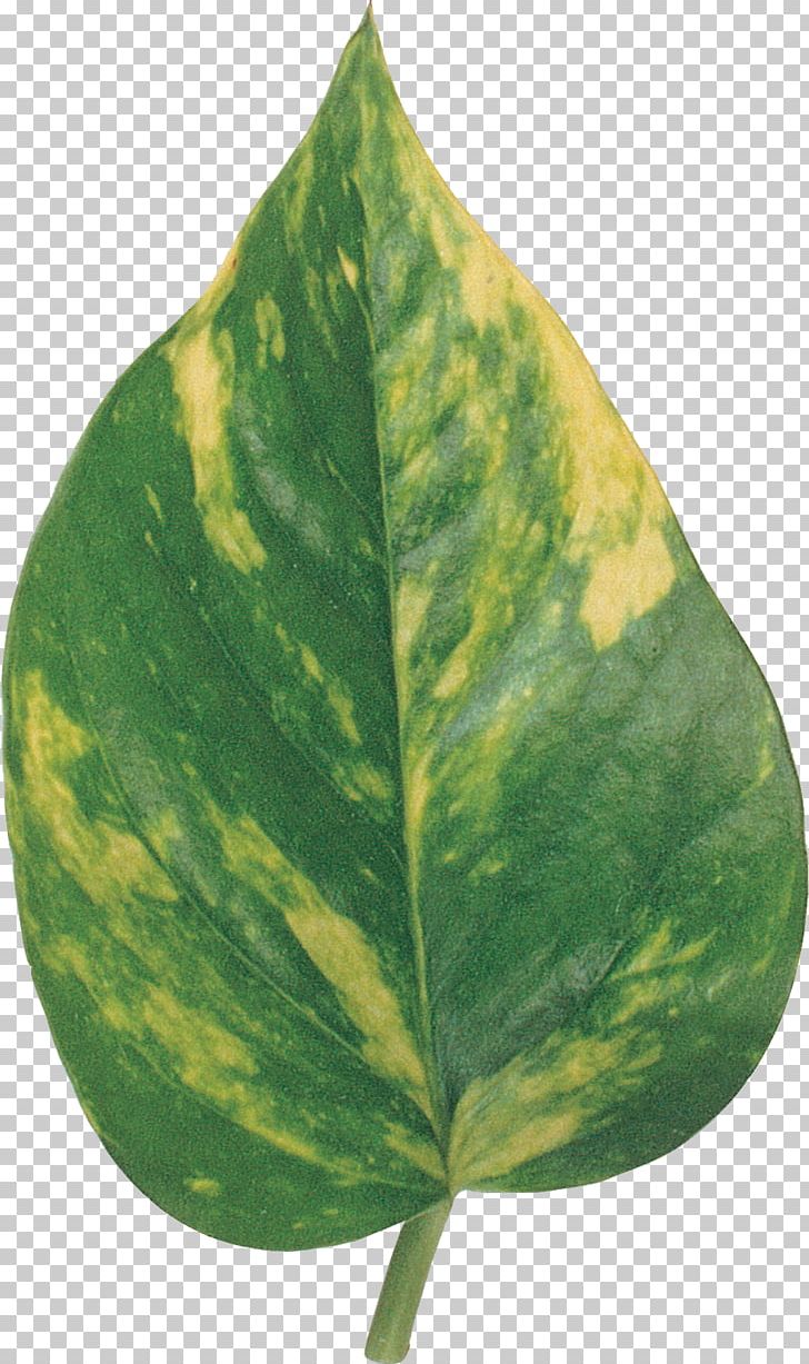 Plant Pathology Leaf PNG, Clipart, Bay Leaves, Leaf, Pathology, Plant, Plant Pathology Free PNG Download