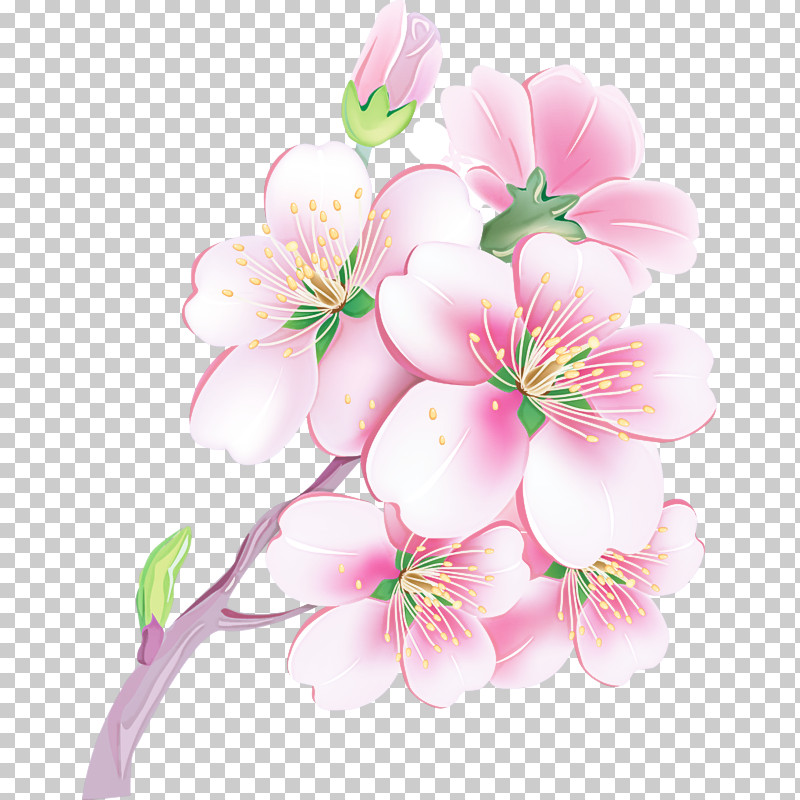 Cherry Blossom PNG, Clipart, Blossom, Bouquet, Branch, Cherry Blossom, Cut Flowers Free PNG Download