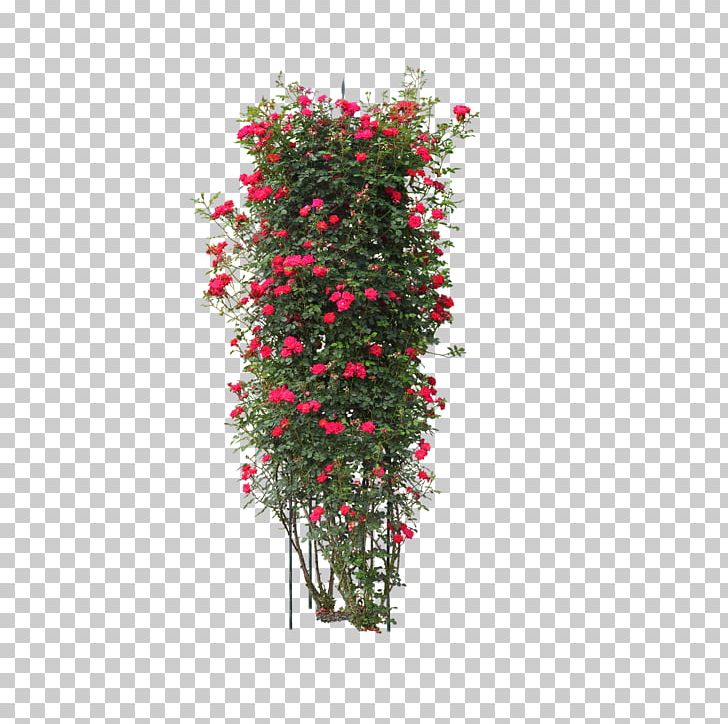 Acer Ginnala Arborvitae Plant Shrub PNG, Clipart, Artificial Flower, Back, Back Yard, Cut Flowers, Flora Free PNG Download