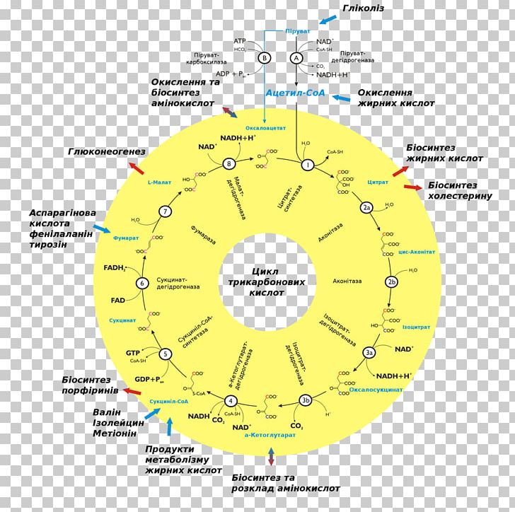 Citric Acid Cycle Metabolism Biochemistry Cell Biology PNG, Clipart, Acetylcoa, Aerobic Organism, Angle, Area, Arginin Free PNG Download