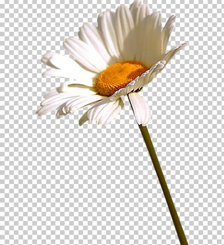 Flower Oxeye Daisy German Chamomile PNG, Clipart, Beyaz Cicek, Camomile, Chamomile, Cicek, Cicek Resimler Free PNG Download