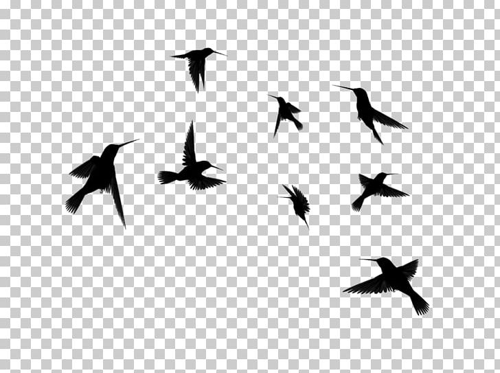 Hummingbird Bird Flight Silhouette PNG, Clipart, Animal Migration, Animals, Beak, Bird, Bird Flight Free PNG Download