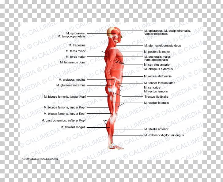 Trapezius Human Body Muscle Anatomy Muscular System PNG, Clipart, Anatomy, Area, Arm, Biceps, Diagram Free PNG Download