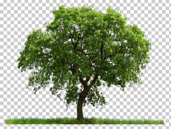 Tree Computer Icons PNG, Clipart, Android, Branch, Computer Icons, Computer Software, Download Free PNG Download