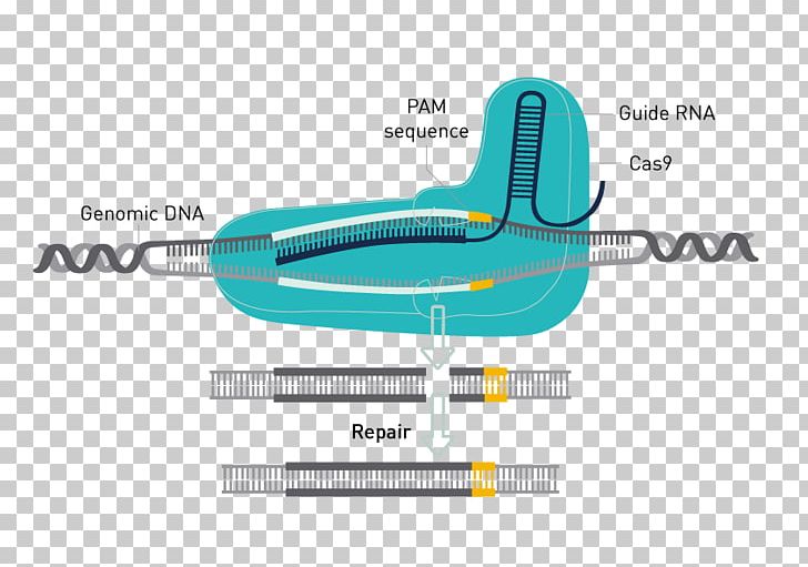 Trk Receptor Glioma Neuron PNG, Clipart, Angle, Diagram, Enzyme, Enzyme Inhibitor, Glioma Free PNG Download