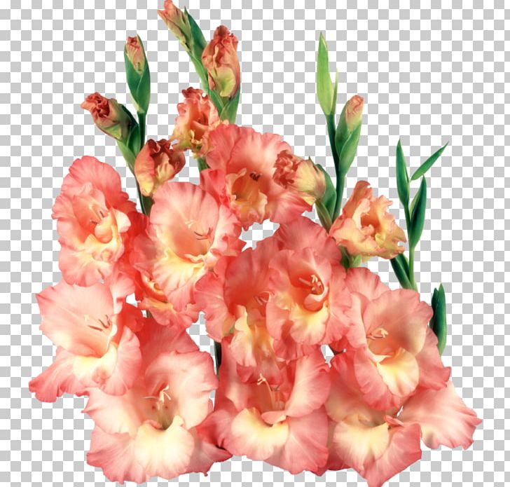 Gladiolus PNG, Clipart, Animaatio, Cdr, Cut Flowers, Editing, Encapsulated Postscript Free PNG Download