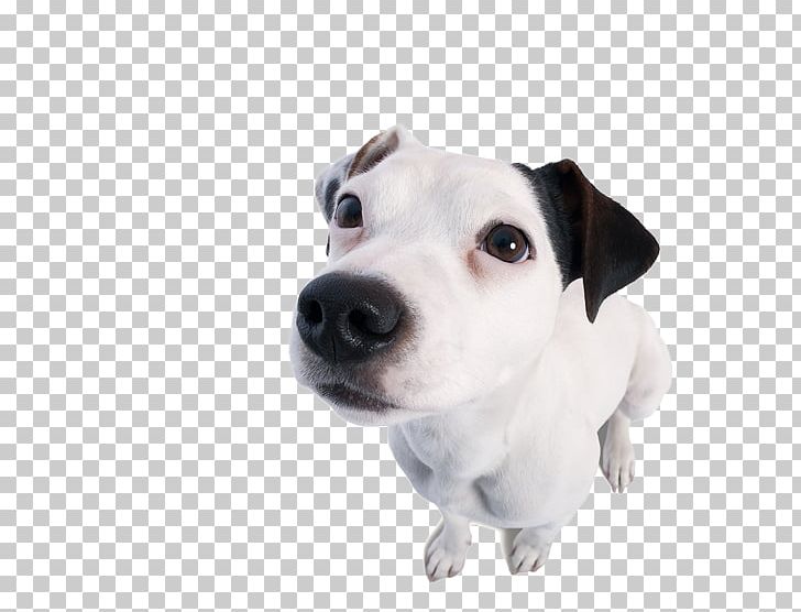 Jack Russell Terrier Dog Breed Puppy Copy Editing Companion Dog PNG, Clipart, Animals, Breed, Carnivoran, Cd Vet Naturprodukte, Companion Dog Free PNG Download