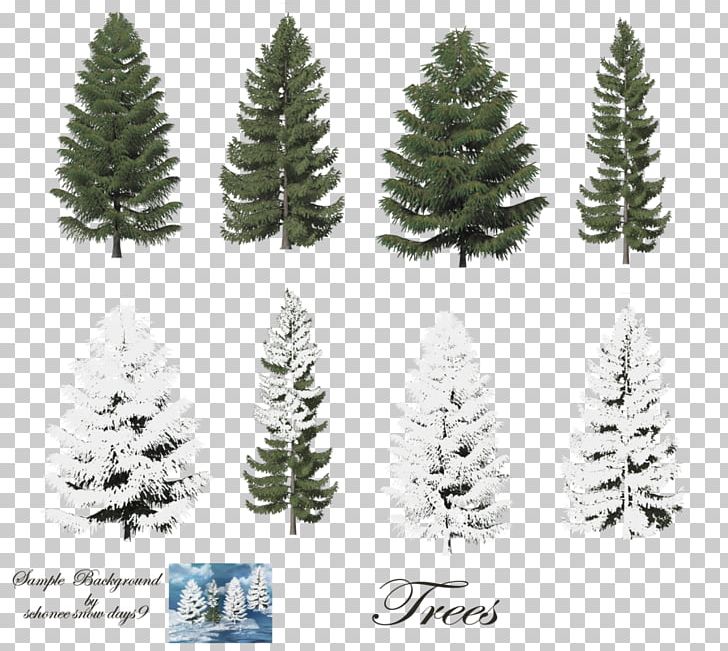 Pine Trees (Rookie Read-About Science Araucaria Columnaris Scots Pine Conifers PNG, Clipart, Branch, Christmas Decoration, Christmas Ornament, Christmas Tree, Conifer Free PNG Download