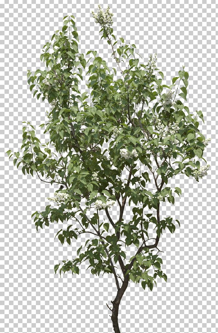 Tree Display Resolution PNG, Clipart, Branch, Clip Art, Display Resolution, Download, Evergreen Free PNG Download
