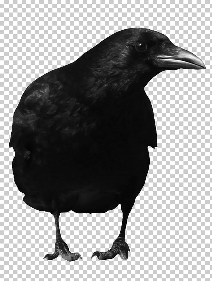 American Crow Common Raven PNG, Clipart, American Crow, Animals, Beak, Bird, Black And White Free PNG Download