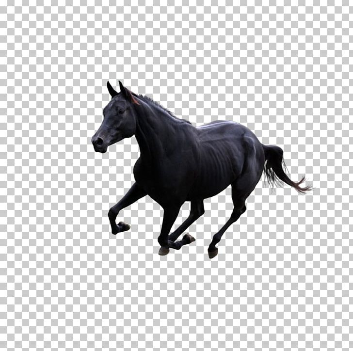 Horse Gallop Pony PNG, Clipart, Animal, Animals, Black, Black And White, Bridle Free PNG Download