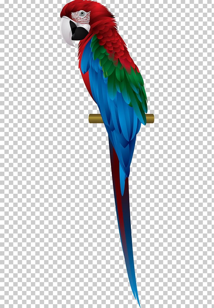 Parrot Scarlet Macaw Red-and-green Macaw Blue-and-yellow Macaw PNG, Clipart, Animals, Beak, Bird, Blueandyellow Macaw, Common Pet Parakeet Free PNG Download