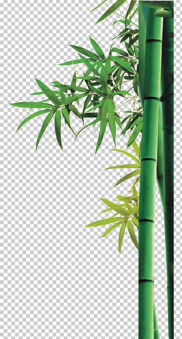 bamboo tree border
