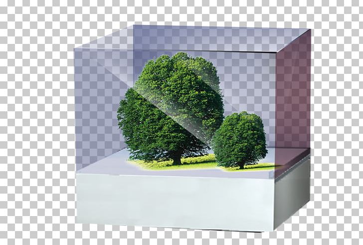 Box Tree PNG, Clipart, Angle, Box, Brand, Decoration, Decorative Patterns Free PNG Download