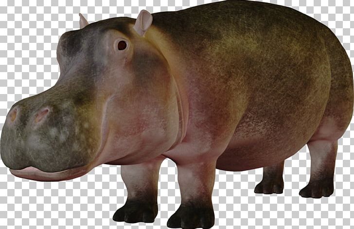 Pygmy Hippopotamus Koala Hippo's Yawn PNG, Clipart, Animals, Archive File, Choeropsis, Computer Icons, Fauna Free PNG Download
